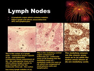 Lymph Nodes A lymphatic organ which contains nodules Filters lymph and allows association b/w APC and lymphocytes The is the cortex of a lymph node – connective tissue capsule at (a) – and trabeculae (connective tissue extensions) at (b) – the subcapsular sinus at (c) which allows lymph vessels to pass through and into the trabecular sinus (d) – the cortex has many lymph nodules at (e)   This is the medullary central region composed of trabecular (a) – trabecular sinus at (b) leading into the medullary sinus (c) – medullary cords are seen at (d) which are composed of small plasma cells and lymphocytes The medullary sinuses are the clearer areas such as in (a) while the darker areas shown at (b) are medullary cords 