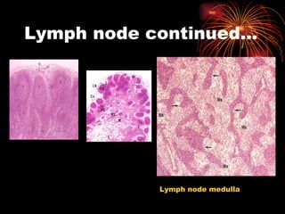 Lymph node continued… Lymph node medulla 