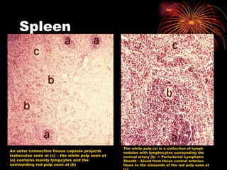 Spleen An outer connective tissue capsule projects trabeculae seen at (c) – the white pulp seen at (a) contains mainly lympcytes and the surrounding red pulp seen at (b) The white pulp (a) is a collection of lymph nodules with lymphocytes surrounding the central artery (b)    Periarterial Lymphatic Sheath – blood from these central arteries flows to the sinusoids of the red pulp seen at (c) 