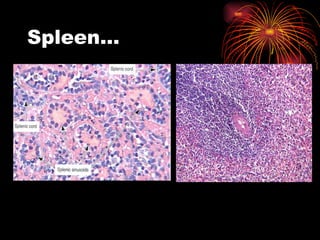 Spleen… 