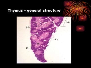 Thymus – general structure 