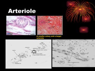 Arteriole A smaller artery and a larger arteriole 