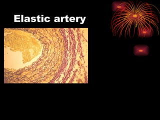 Elastic artery 