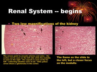 Renal System -- begins Two low magnifications of the kidney The arrows point to arcuate arteries and veins – the cortex can be seen on the left side while the medulla is seen on the right – the capsule is seen at the far left – collecting tububles seen at (A) – little yellow arrow shows a glomerulus in the cortex .  The Same as the slide to the left, but a closer focus on the medulla 