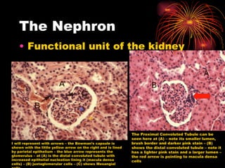 The Nephron Functional unit of the kidney I will represent with arrows – the Bowman’s capsule is shown with the little yellow arrow on the right and is lined by parietal epithelium – the blue arrow represents the glomerulus – at (A) is the distal convoluted tubule with increased epithelial nucleation lining it (macula densa cells) – (B) juxtaglomerular cells – (C) shows Mesangial cells   The Proximal Convoluted Tubule can be seen here at (A) – note its smaller lumen, brush border and darker pink stain – (B) shows the distal convoluted tubule – note it has a lighter pink stain and a larger lumen – the red arrow is pointing to macula densa cells 