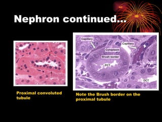 Nephron continued… Proximal convoluted tubule Note the Brush border on the proximal tubule 