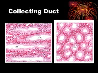 Collecting Duct 