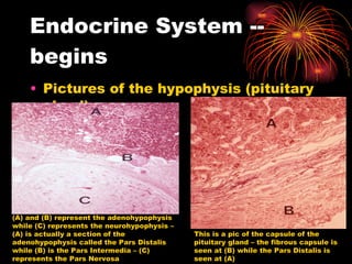 Endocrine System -- begins Pictures of the hypophysis (pituitary gland) (A) and (B) represent the adenohypophysis while (C) represents the neurohypophysis – (A) is actually a section of the adenohypophysis called the Pars Distalis while (B) is the Pars Intermedia – (C) represents the Pars Nervosa This is a pic of the capsule of the pituitary gland – the fibrous capsule is seen at (B) while the Pars Distalis is seen at (A) 