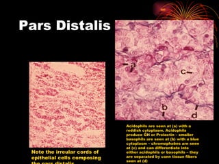 Pars Distalis Note the irreular cords of epithelial cells composing the pars distalis Acidophils are seen at (a) with a reddish cytoplasm. Acidophils produce GH or Prolactin – smaller basophils are seen at (b) with a blue cytoplasm – chromophobes are seen at (c) and can differentiate into either acidophils or basophils – they are separated by conn tissue fibers seen at (d) 