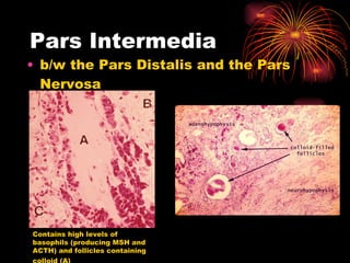 Pars Intermedia b/w the Pars Distalis and the Pars Nervosa Contains high levels of basophils (producing MSH and ACTH) and follicles containing colloid (A)   