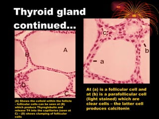 Thyroid gland continued… (A) Shows the colloid within the follicle – follicular cells can be seen at (B) which produce Thyroglobulin and release T4 into the capillaries (seen at C) – (D) shows clumping of follicular cells At (a) is a follicular cell and at (b) is a parafollicular cell (light stained) which are clear cells – the latter cell produces calcitonin 