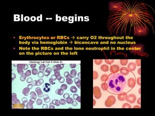 Blood -- begins Erythrocytes or RBCs    carry O2 throughout the body via hemoglobin    biconcave and no nucleus Note the RBCs and the lone neutrophil in the center on the picture on the left 