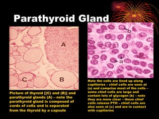 Parathyroid Gland Picture of thyroid [(C) and (B)] and parathyroid glands (A) – note the parathyroid gland is composed of cords of cells and is separated from the thyroid by a capsule   Note the cells are lined up along capillaries – chief cells are seen at (a) and comprise most of the cells – some chief cells are large and contain lots of glycogen (b) – note they are more clear – these chief cells release PTH – chief cells are also seen at (c) and are in contact with capillaries 