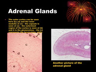 Adrenal Glands The outer cortex can be seen here (b,c,d) and the inner medulla at (e) – the capsule is seen at (a) – the outermost region of the cortex is seen at (b) and it is the glomerulosa – the (c) represents the fasciculata, while (d) represents the reticularis Another picture of the adrenal gland 