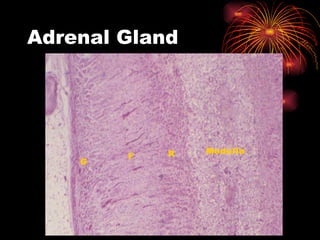 Adrenal Gland G F R Medulla 