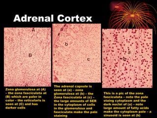 Adrenal Cortex Zona glomerulosa at (A) – the zona fasciculata at (B) which are paler in color – the reticularis is seen at (C) and has darker cells The adrenal capsule is seen at (a) – zona glomerulosa at (b) – the Zona fasciculata at (c) – the large amounts of SER in the cytoplasm of cells in the glomerulosa and fasciculata make the pale staining This is a pic of the zona fasciculata – note the pale staing cytoplasm and the dark nuclei of (a) – note large amount of fatty acids make the cytoplasm pale – a sinusoid is seen at (b) 