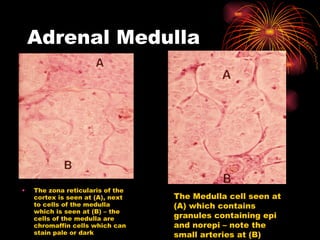 Adrenal Medulla The zona reticularis of the cortex is seen at (A), next to cells of the medulla which is seen at (B) – the cells of the medulla are chromaffin cells which can stain pale or dark The Medulla cell seen at (A) which contains granules containing epi and norepi – note the small arteries at (B) 