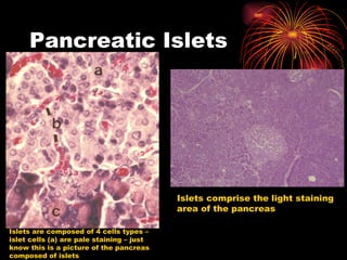 Pancreatic Islets Islets are composed of 4 cells types – islet cells (a) are pale staining – just know this is a picture of the pancreas composed of islets Islets comprise the light staining area of the pancreas 