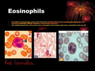 Eosinophils Eosiniphils are leukocytes seen in the blood that modulate inflammation and increase when there are aromatic poisonings, allergic reactions, and parasitic infections The middle picture has a nice picture of a eosinophil on the bottom right and a neutriphil on the top left 