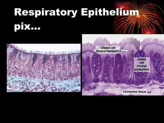Respiratory Epithelium pix… 
