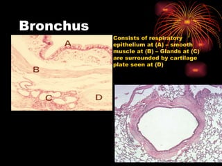 Bronchus Consists of respiratory epithelium at (A) – smooth muscle at (B) – Glands at (C) are surrounded by cartilage plate seen at (D) 