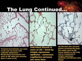 The Lung Continued… Terminal bronchioles are seen at (A) and are lined with cuboidal epithelium – Respiratory bronchioles are seen at (B) while the alveolar duct is seen at (C) Individual Alveoli is seen at (A) – lined by simple squamous epithelia – numerous capillaries (arrows) are seen here (A) Denotes the visceral pleura covering the lung – the septa seen at (B) forms lobules in the lung and is composed of simple squamous epithelia and fibrous conn tissue 