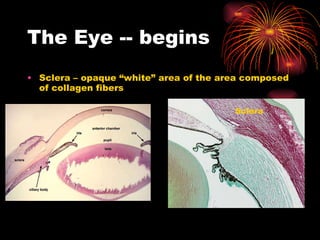 The Eye -- begins Sclera – opaque “white” area of the area composed of collagen fibers Sclera 
