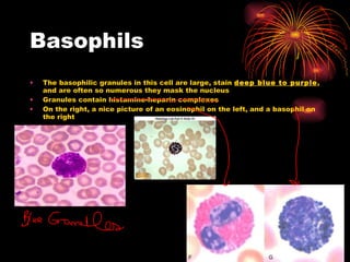 Basophils The basophilic granules in this cell are large, stain  deep blue to purple , and are often so numerous they mask the nucleus  Granules contain histamine-heparin complexes On the right, a nice picture of an eosinophil on the left, and a basophil on the right 
