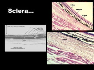 Sclera… 