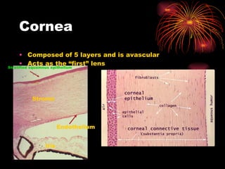 Cornea Composed of 5 layers and is avascular Acts as the “first” lens Stratified squamous epithelium Stroma Endothelium Iris 