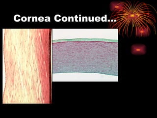 Cornea Continued… 