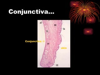 Conjunctiva… Conjunctiva   skin 