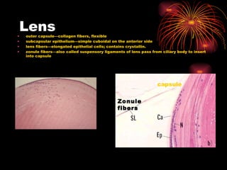 Lens outer capsule—collagen fibers, flexible subcapsular epithelium—simple cuboidal on the anterior side  lens fibers—elongated epithelial cells; contains crystallin. zonule fibers—also called suspensory ligaments of lens pass from ciliary body to insert into capsule capsule Zonule fibers 
