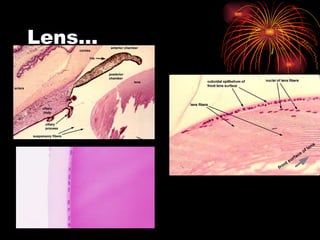 Lens… 