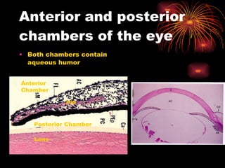 Anterior and posterior chambers of the eye Both chambers contain aqueous humor Lens Posterior Chamber Anterior Chamber Iris 