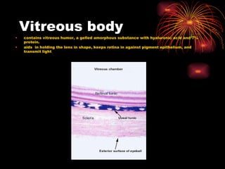Vitreous body contains vitreous humor, a gelled amorphous substance with hyaluronic acid and 7% protein. aids  in holding the lens in shape, keeps retina in against pigment epithelium, and transmit light 