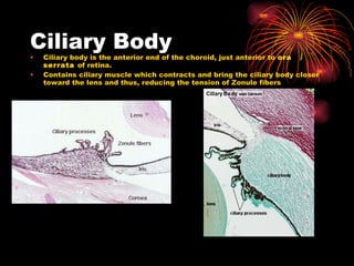Ciliary Body Ciliary body is the anterior end of the choroid, just anterior to  ora serrata  of retina.  Contains ciliary muscle which contracts and bring the ciliary body closer toward the lens and thus, reducing the tension of Zonule fibers 