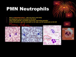 PMN Neutrophils Have a segmented nucleus – cells may show a barr body Are phagocytic and are transients in the blood They contain specific, azurophilic (lysosome), and tertiary granules On the left picture, note the neutrophil on the right, and the lymphocyte on the left 