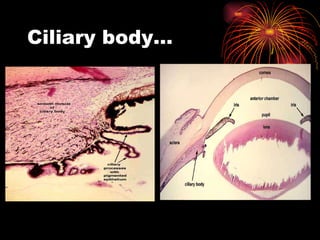 Ciliary body… 