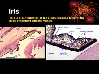 Iris This is a continuation of the ciliary process toward  the pupil containing smooth muscle 