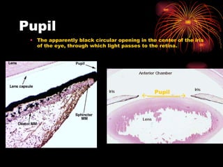 Pupil The apparently black circular opening in the center of the iris of the eye, through which light passes to the retina.  ------------------  Pupil 