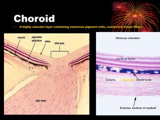 Choroid A highly vascular layer containing numerous pigment cells, connective tissue fibers.  Choroid  