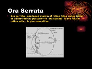 Ora Serrata Ora serrata—scalloped margin of retina (also called iridial or ciliary retina); posterior to  ora serrata  is the neural retina which is photosensitive. 