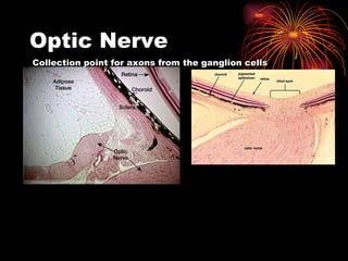 Optic Nerve Collection point for axons from the ganglion cells 