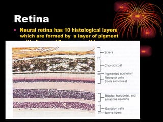 Retina Neural retina has 10 histological layers which are formed by  a layer of pigment epithelium and 3  neuron cell layers 