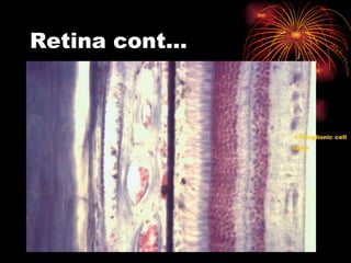 Retina cont… Ganglionic cell  layer 