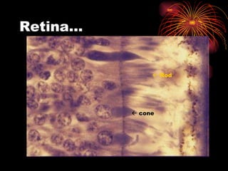 Retina…    Rod    cone 