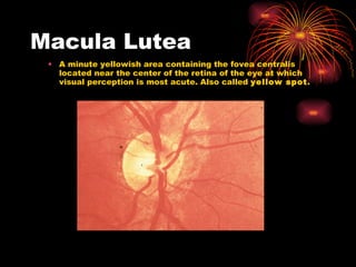 Macula Lutea A minute yellowish area containing the fovea centralis located near the center of the retina of the eye at which visual perception is most acute. Also called  yellow spot . 