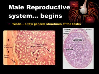 Male Reproductive system… begins Testis – a few general structures of the testis  