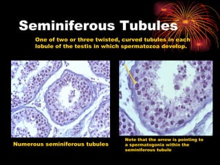Seminiferous Tubules One of two or three twisted, curved tubules in each lobule of the testis in which spermatozoa develop. Numerous seminiferous tubules Note that the arrow is pointing to a spermatogonia within the seminiferous tubule 